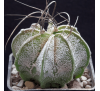 Астрофитум Козерог Густоколючковый (3 шт.) / Astrophytum Capricorne Crassispinoides